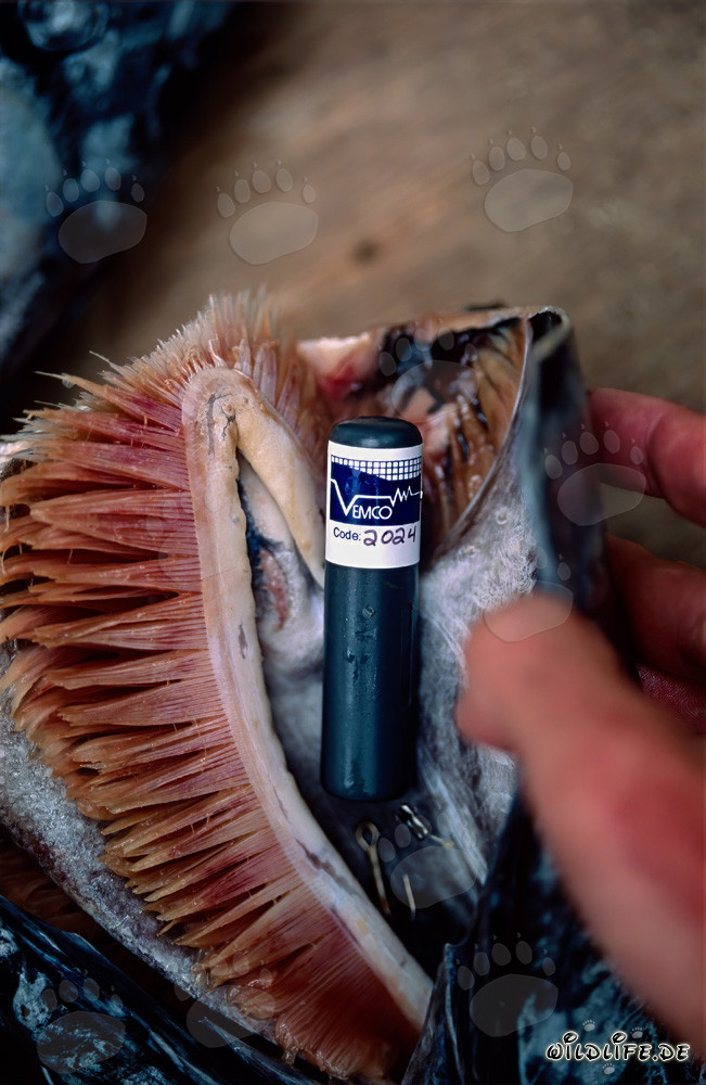 Bull shark with acoustic transmitter in fish head - Marine research in the Fiji Islands