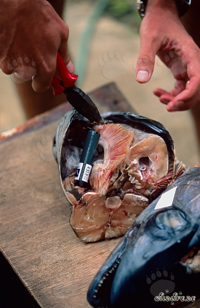Cabezas de peces tigre equipadas con transmisores acústicos