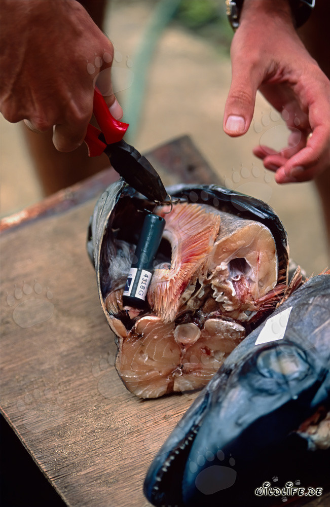 Fish heads of bull sharks equipped with acoustic transmitters