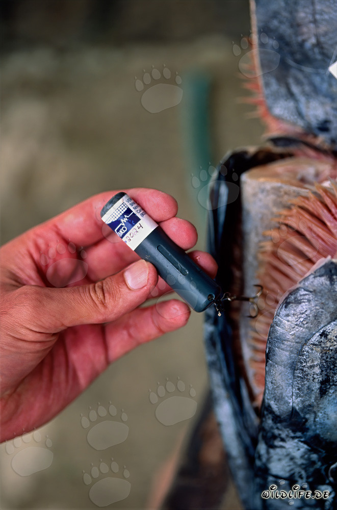 Estudio fascinante sobre la inserción de emisores acústicos en la cabeza de tiburones toro