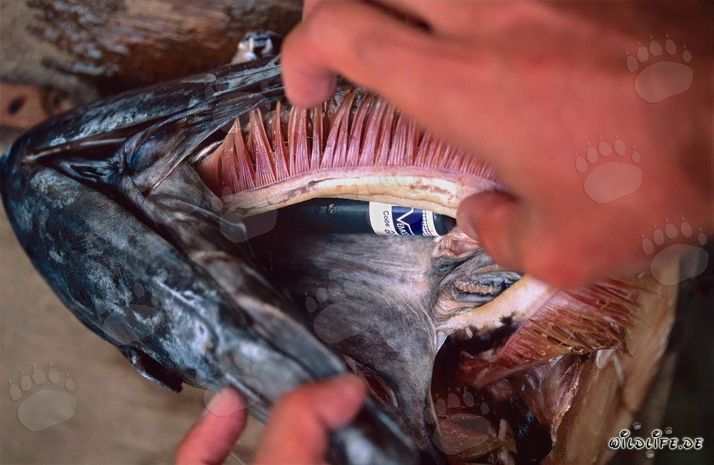 Akustischer Sender tief im Fischkopf für Haiforschung