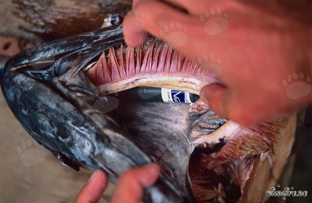 Émetteur acoustique profondément implanté dans la tête de requin pour la recherche sur les requins