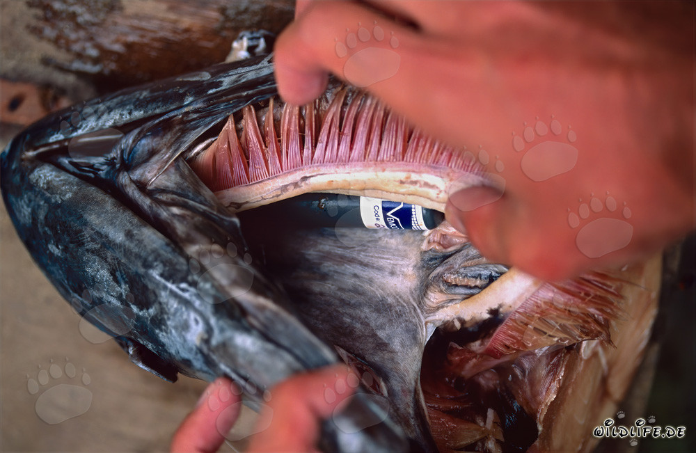 Transmisor acústico profundamente implantado en la cabeza de tiburón para la investigación de tiburones