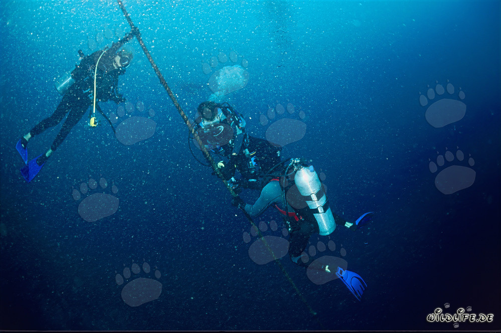 Equipo del Dr. Juerg Brunnschweiler instala receptores VEMCO VR2 para estudio de migración de tiburones