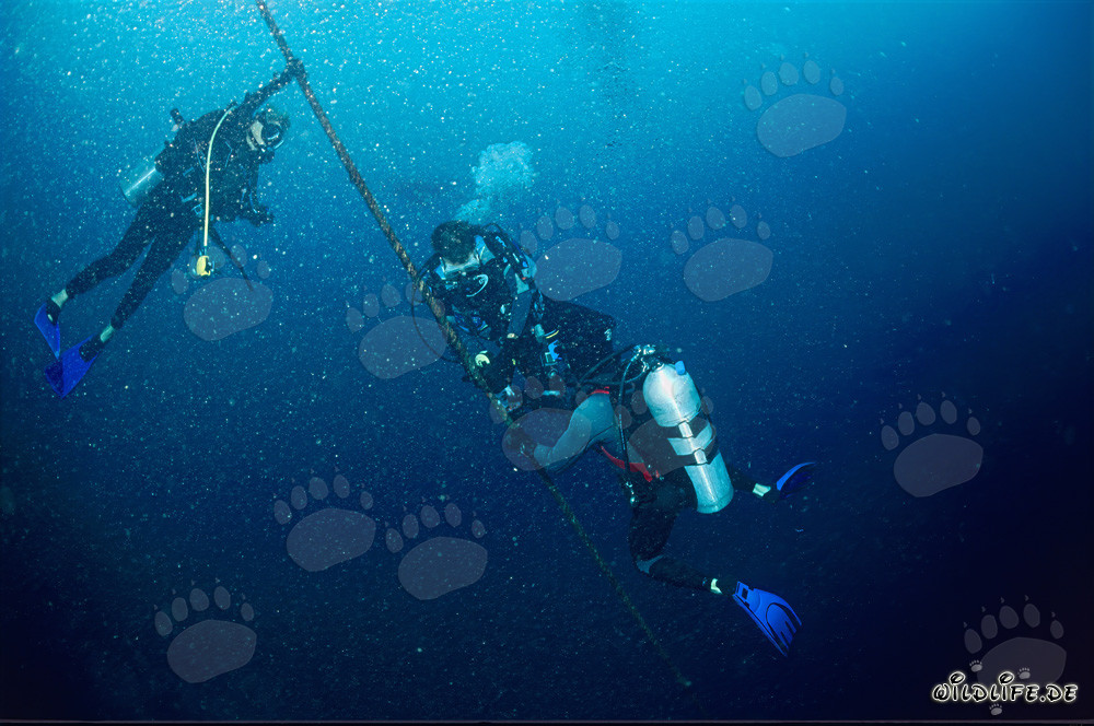 Équipe du Dr. Juerg Brunnschweiler installe des récepteurs VEMCO VR2 pour l'étude de la migration des requins