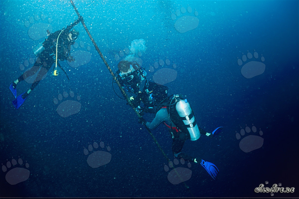 Dr. Juerg Brunnschweiler Team mounts VEMCO VR2 receiver for shark migration study