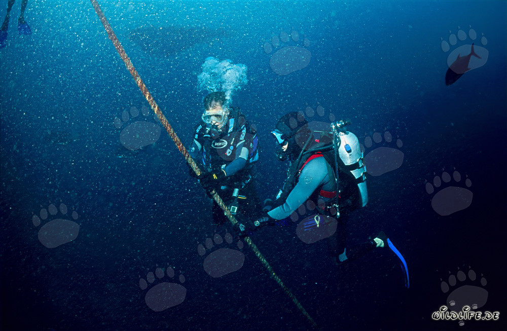 Dr. Juerg Brunnschweiler mit VEMCO VR2 Unterwasser Empfänger