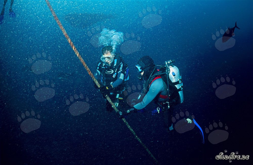 Dr. Juerg Brunnschweiler with  underwater VEMCO VR2 receiver