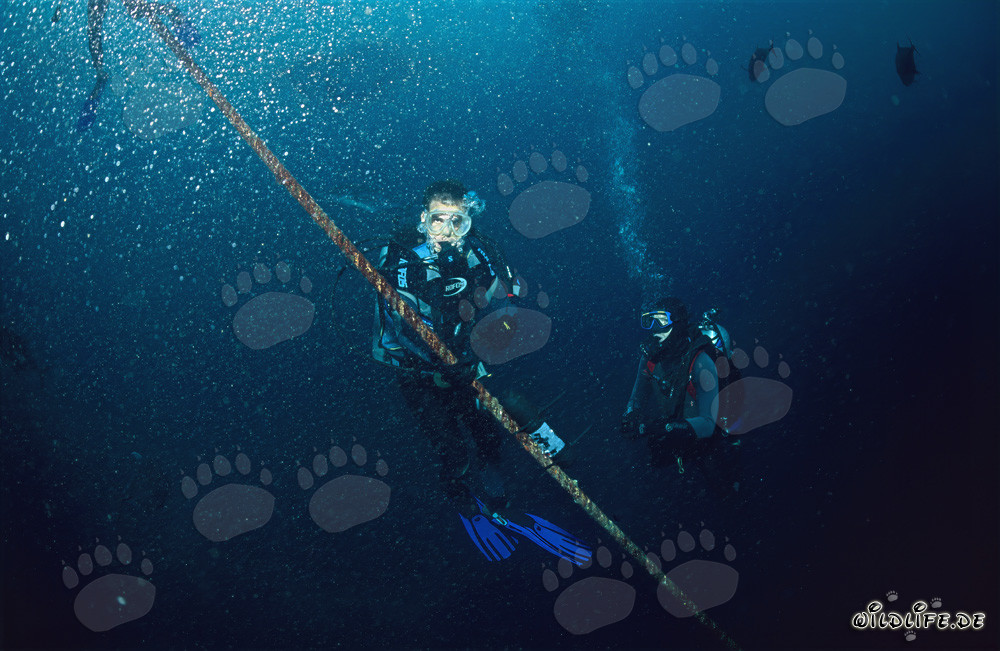 Research Project: Dr. Juerg Brunnschweiler monitoring the movement of bull sharks in Fiji