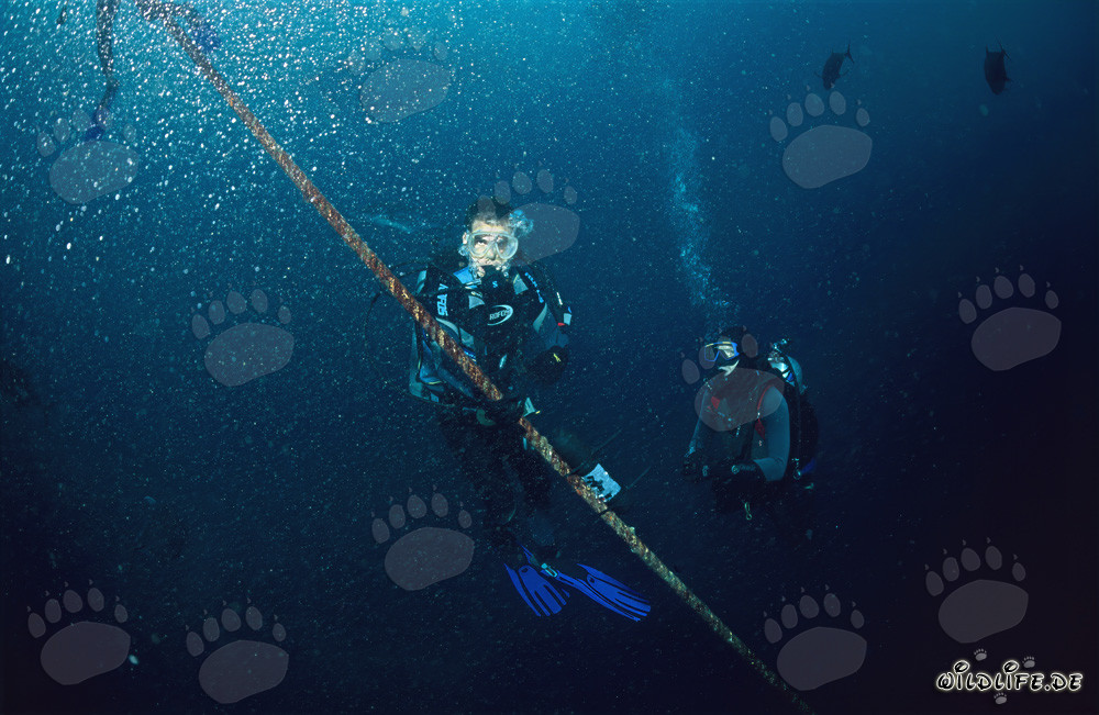 Projet de recherche : le Dr Juerg Brunnschweiler surveille les mouvements des requins bouledogues aux Fidji