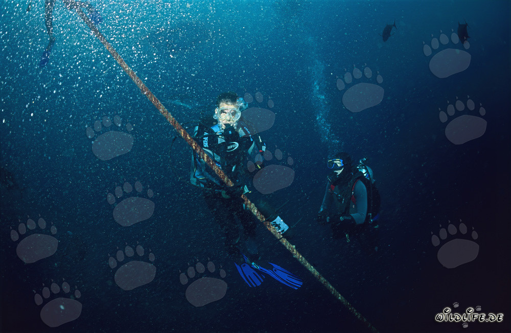 Progetto di ricerca: il Dr. Juerg Brunnschweiler monitora i movimenti degli squali toro alle Fiji