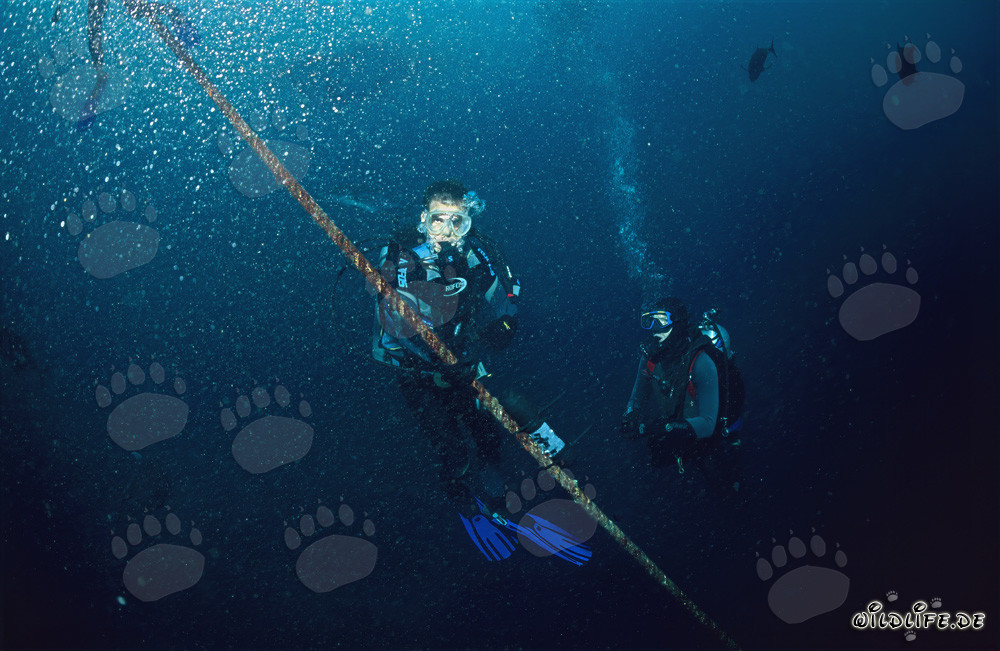Proyecto de investigación: el Dr. Juerg Brunnschweiler supervisa los movimientos de tiburones toro en Fiji