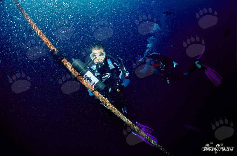 Biologe Dr. Juerg Brunnschweiler montiert VEMCO VR2 Empfänger am Shark Fin Reef in der Beqa Lagoon auf Fiji
