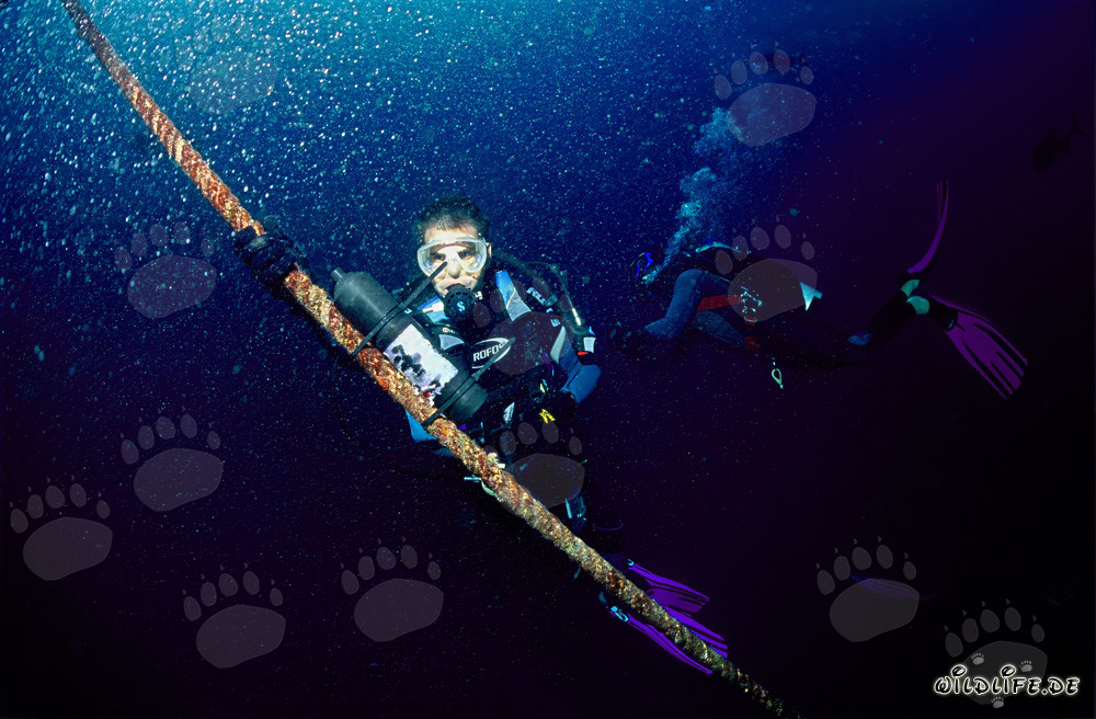 Biologist Dr. Juerg Brunnschweiler mounting VEMCO VR2 receiver at Shark Fin Reef in Beqa Lagoon, Fiji