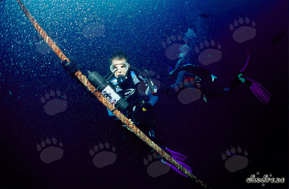 Biologiste Dr. Juerg Brunnschweiler installe le récepteur VEMCO VR2 au Shark Fin Reef dans la lagune de Beqa aux Fidji