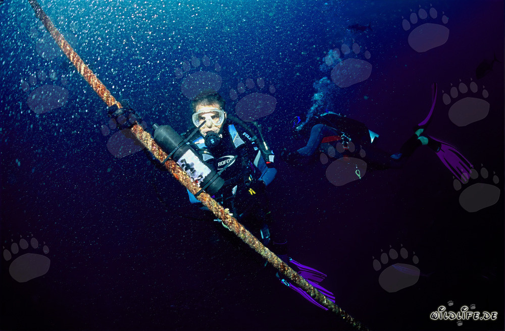 Biólogo Dr. Juerg Brunnschweiler instala receptor VEMCO VR2 en Shark Fin Reef en la laguna de Beqa en Fiji