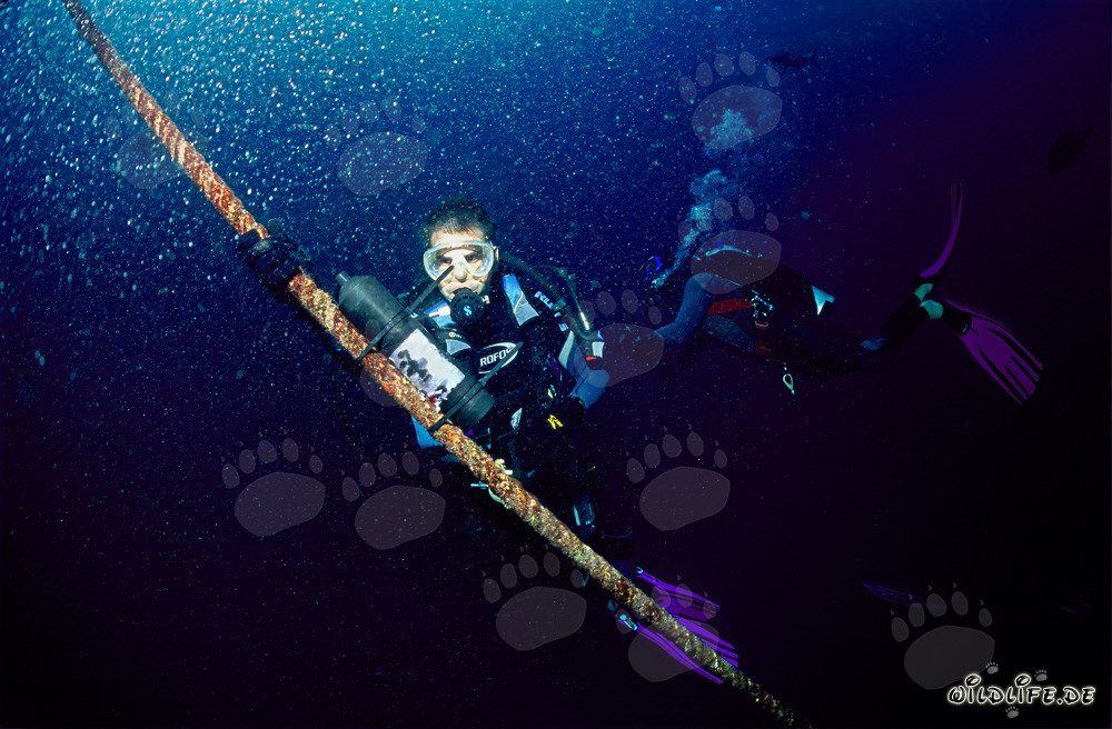 Biologo Dr. Juerg Brunnschweiler monta ricevitore VEMCO VR2 al Shark Fin Reef nella laguna di Beqa alle Figi