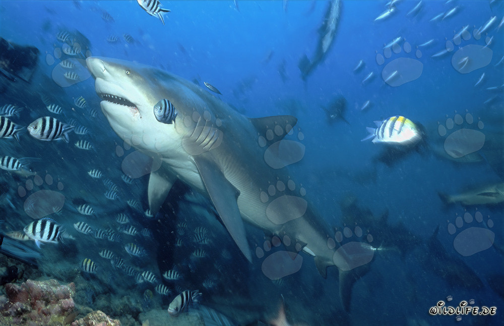 Majestic bull shark in the Beqa Lagoon on Fiji