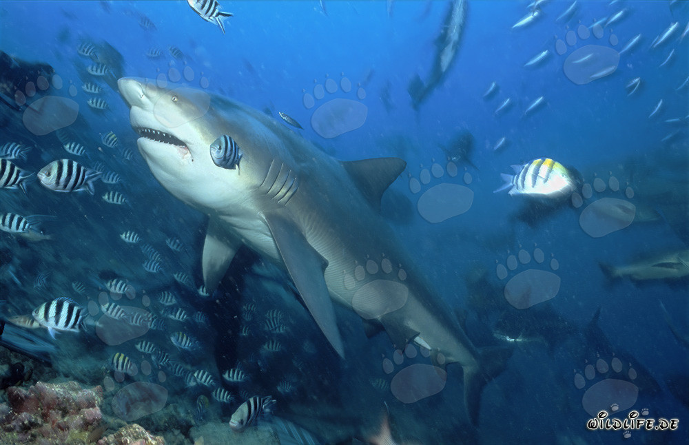 Majestic bull shark in the Beqa Lagoon on Fiji