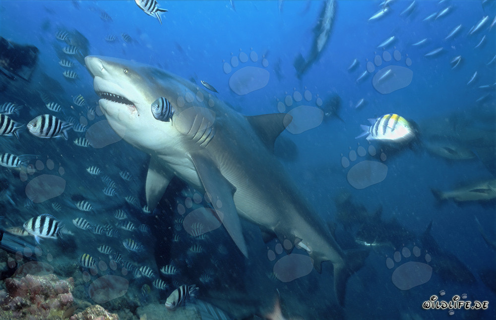 Requin taureau majestueux dans la lagune de Beqa aux Fidji
