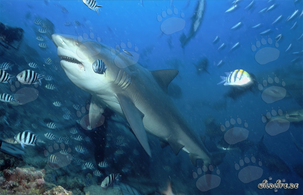 Requin taureau majestueux dans la lagune de Beqa aux Fidji