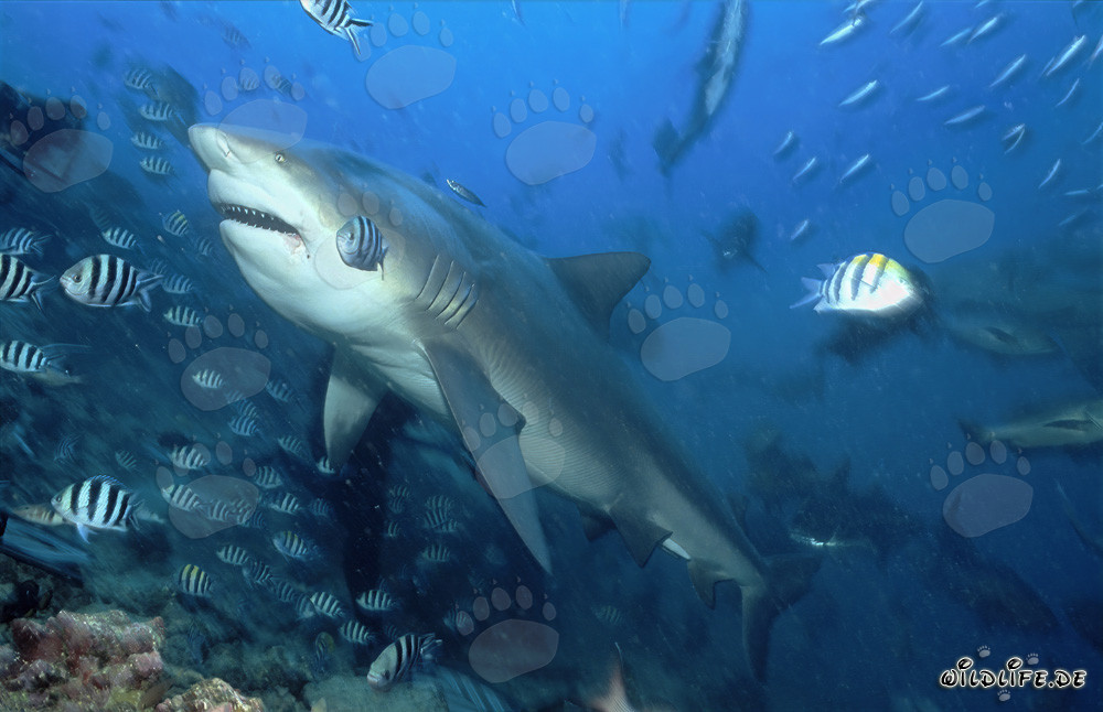 Majestoso squalo toro nella laguna di Beqa alle Figi