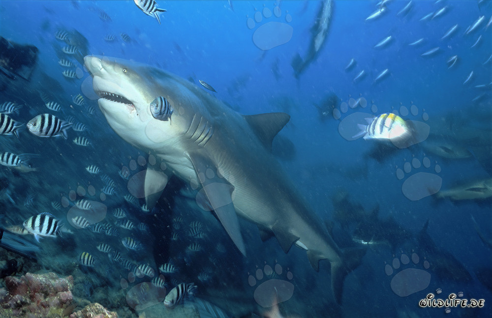 Tiburón toro majestuoso en la laguna de Beqa en Fiji