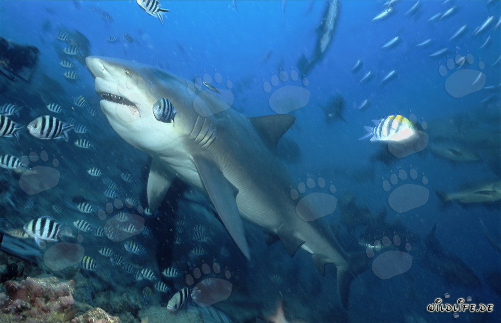 Tiburón toro majestuoso en la laguna de Beqa en Fiji