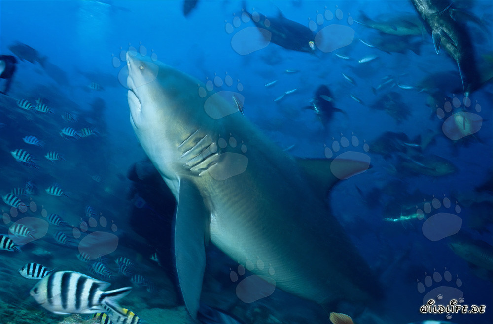 Requin taureau - Majesté des mers