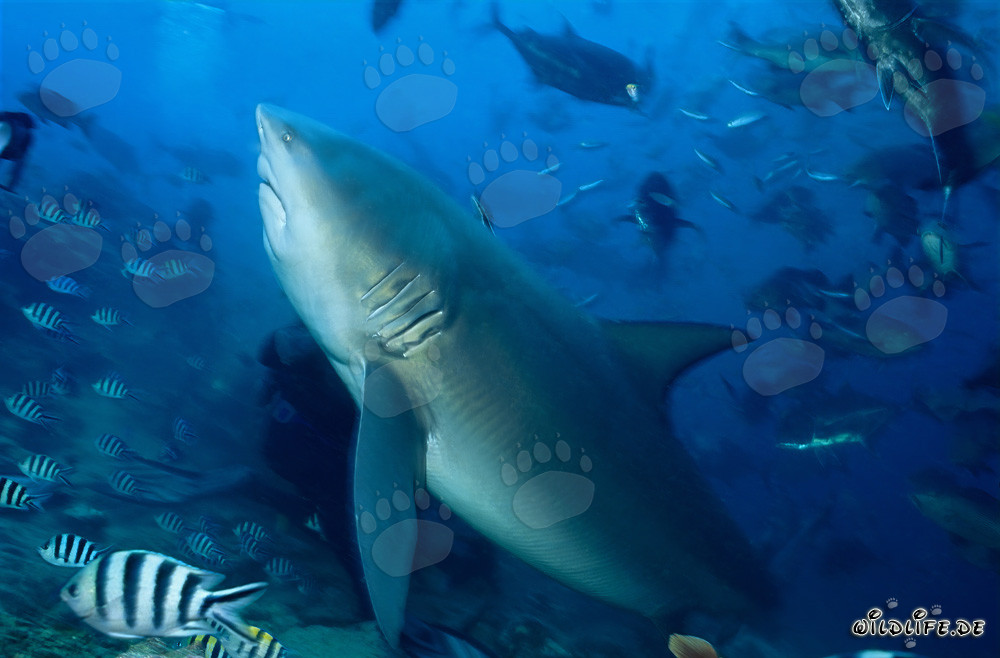 Tiburón toro - Majestuosidad de los mares