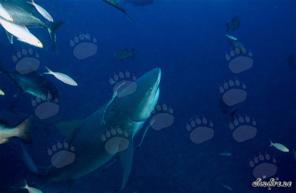 Majestic bull shark ascending in tropical waters