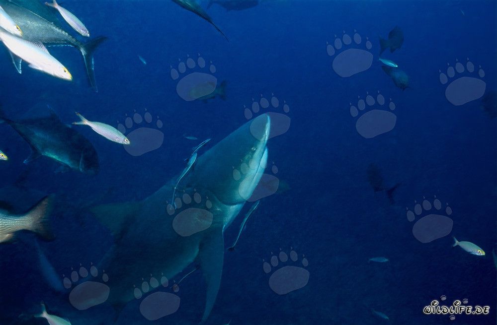 Requin-bouledogue majestueux en ascension devant un décor tropical