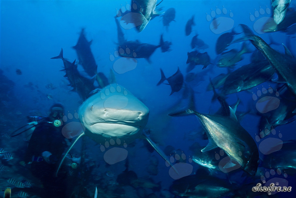 Bull Shark approaching head-on