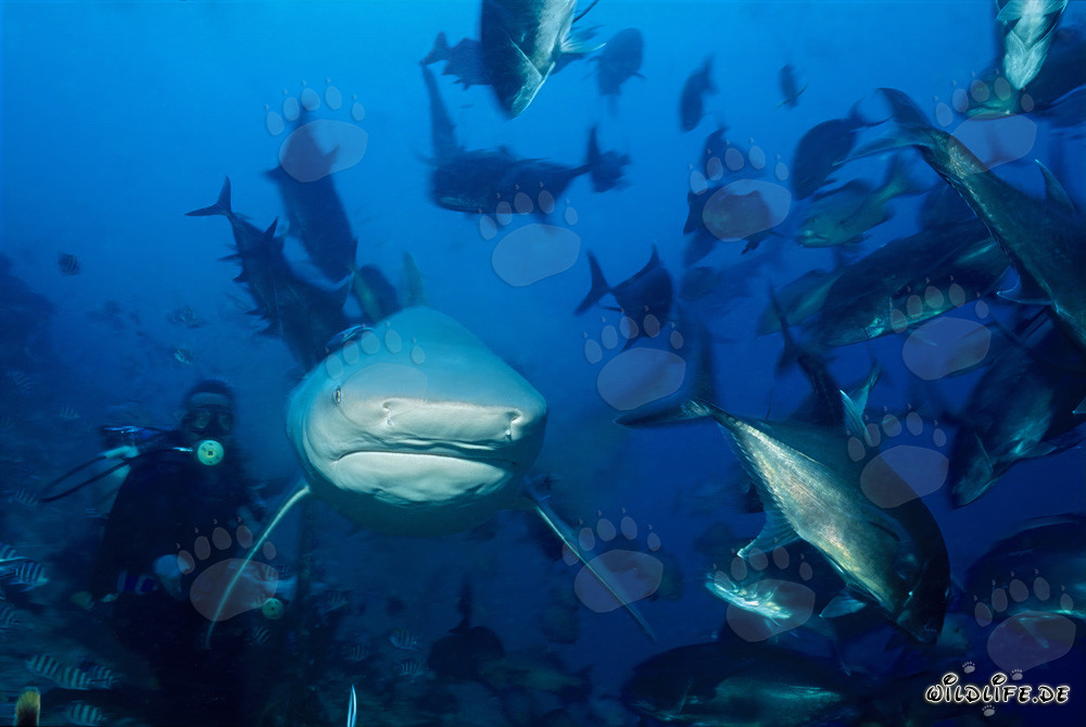 Requin taureau s'approche de moi frontalement