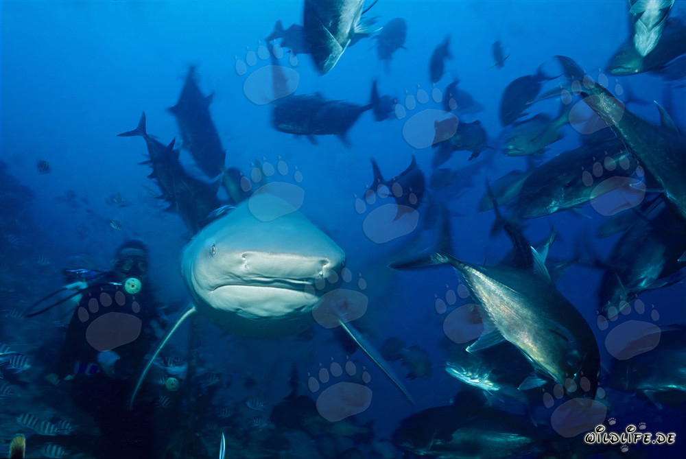 Tiburón toro se acerca frontalmente a mí