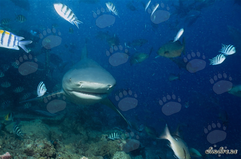 Impressive Encounter: Bull Shark Approaching Head-On