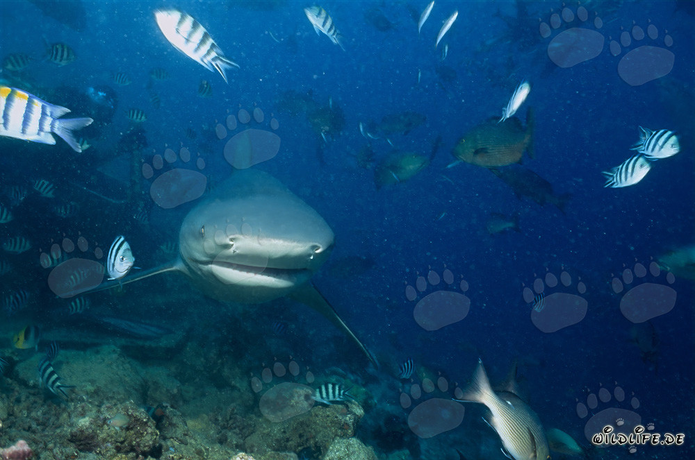 Rencontre impressionnante : un requin taureau s'approche de front