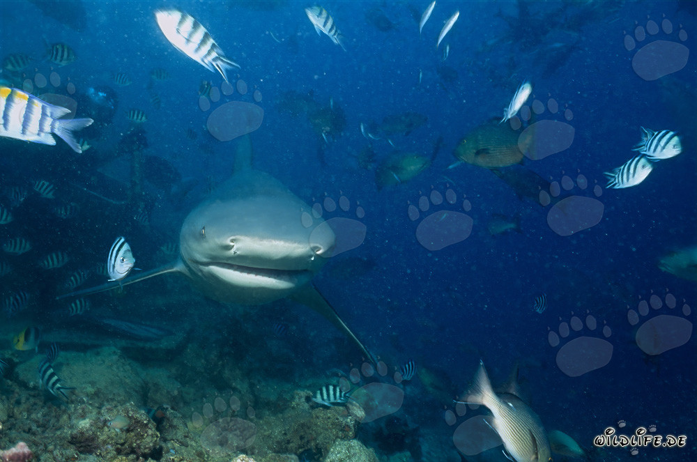 Incontro impressionante: squalo toro si avvicina frontalmente
