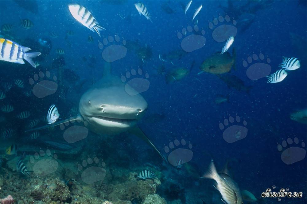 Encuentro impresionante: tiburón toro se acerca frontalmente