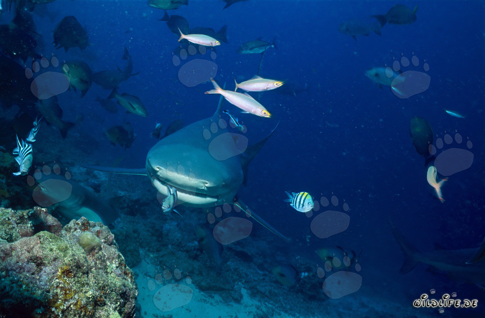 Pequeño sargento indopacífico frente a la imponente mandíbula del tiburón toro