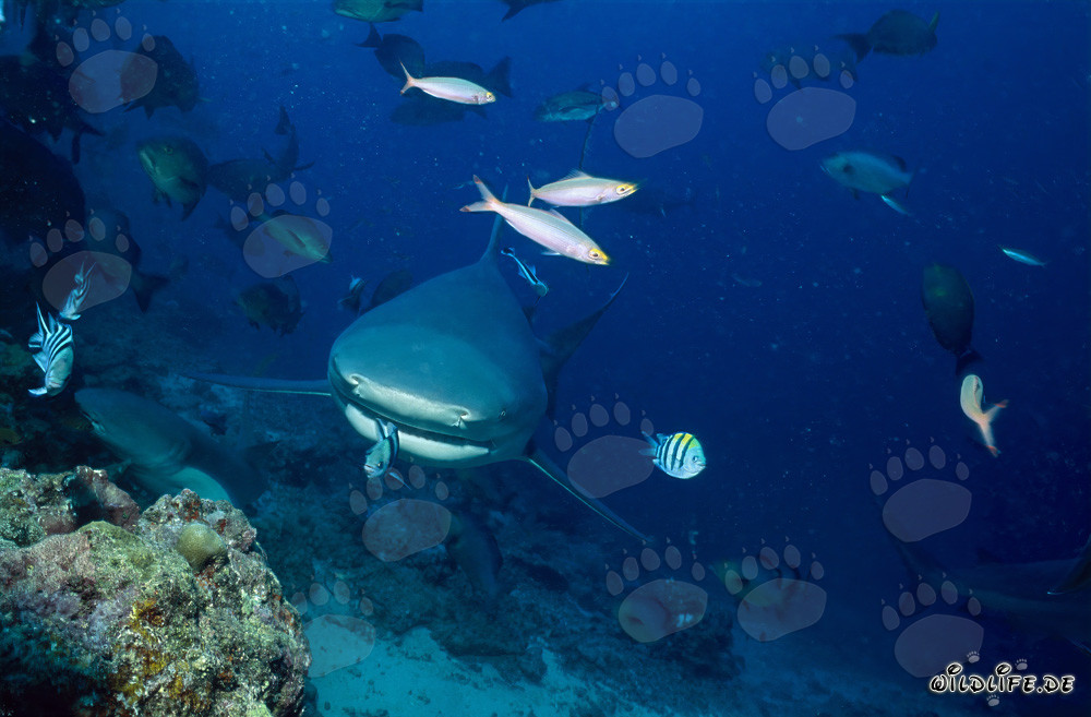 Petit sergent indo-pacifique devant l'impressionnante gueule du requin bouledogue