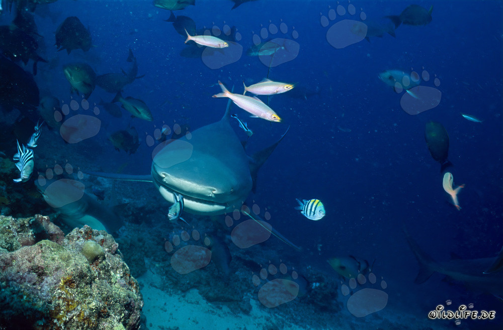 Piccolo sergente indopacifico di fronte all'imponente bocca dello squalo toro