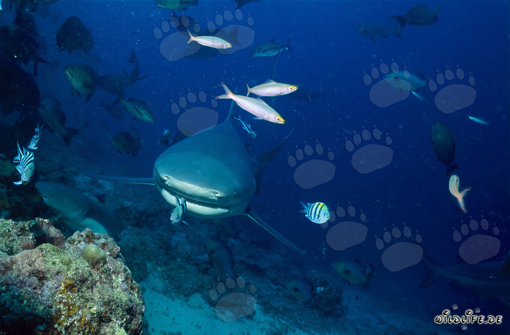 Small Indo-Pacific Sergeant in front of the impressive bull shark mouth