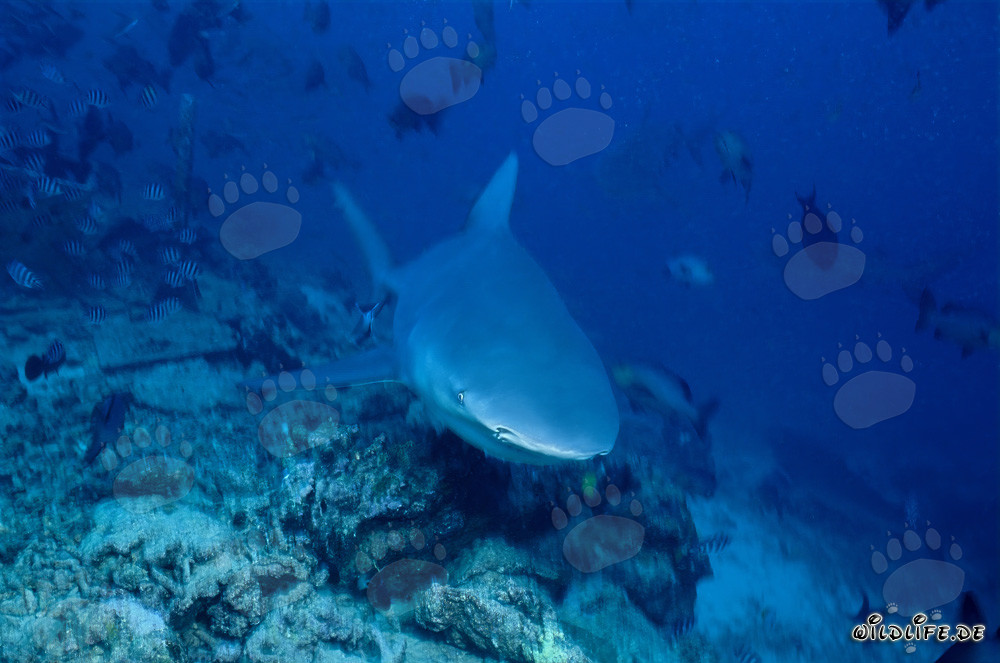 Jeune mâle requin taureau explorant le fond du récif