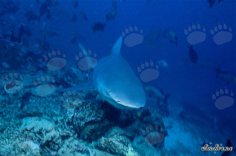 Joven macho de tiburón toro explorando el lecho del arrecife