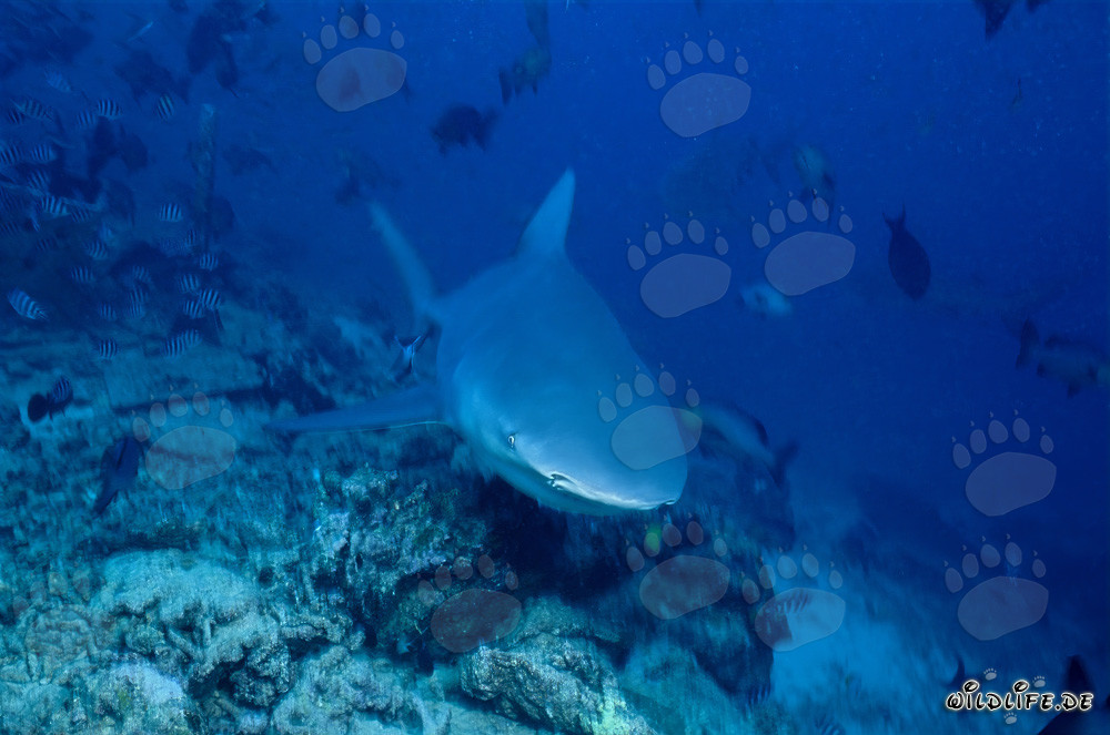 Young male bull shark exploring the reef bottom