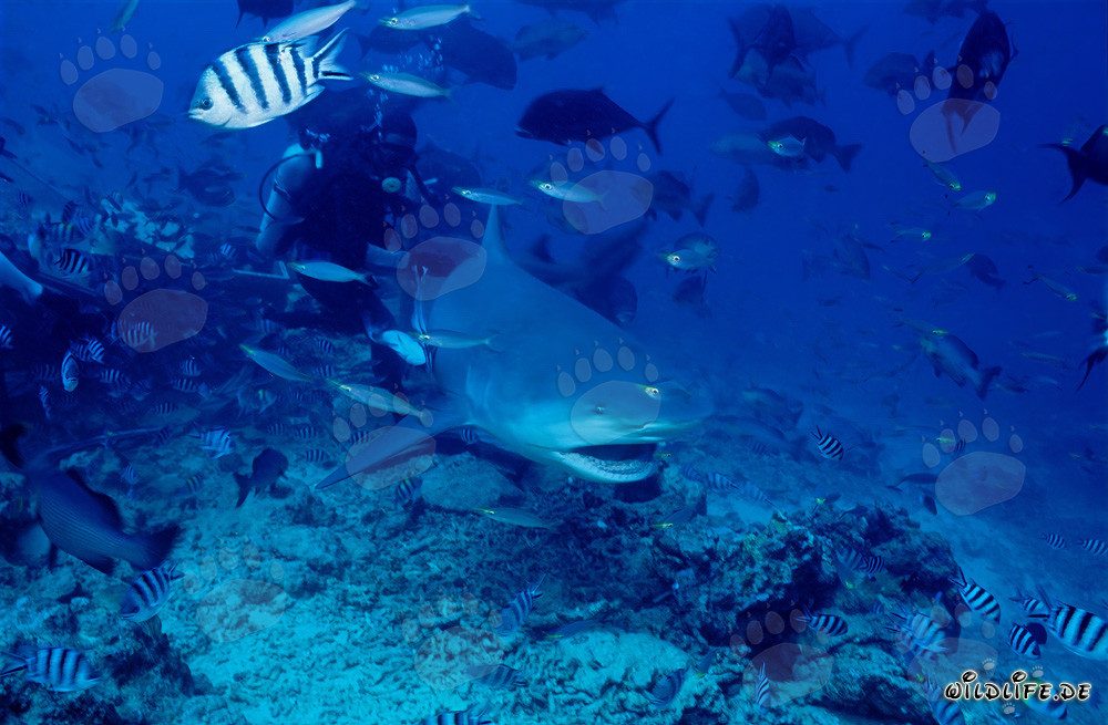 Impressive bull shark with open mouth in Shark Reef/Beqa Lagoon, Fiji