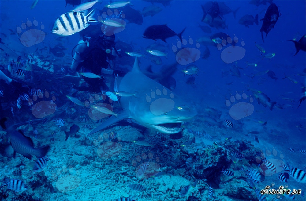Imposanter Bullenhai mit geöffnetem Maul in der Shark Reef/Beqa Lagoon, Fiji