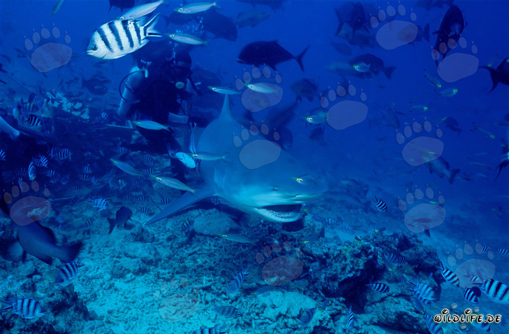 Imposant requin taureau avec la gueule ouverte dans le Shark Reef/Beqa Lagoon, Fidji