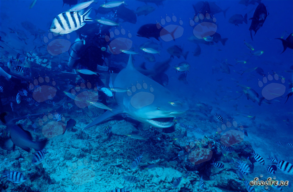 Imponente squalo toro con la bocca aperta nello Shark Reef/Beqa Lagoon, Figi